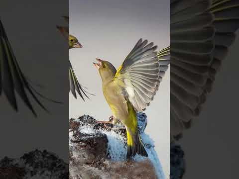 Flurya huylandırma yeni 4 (greenfinch) (werderon)