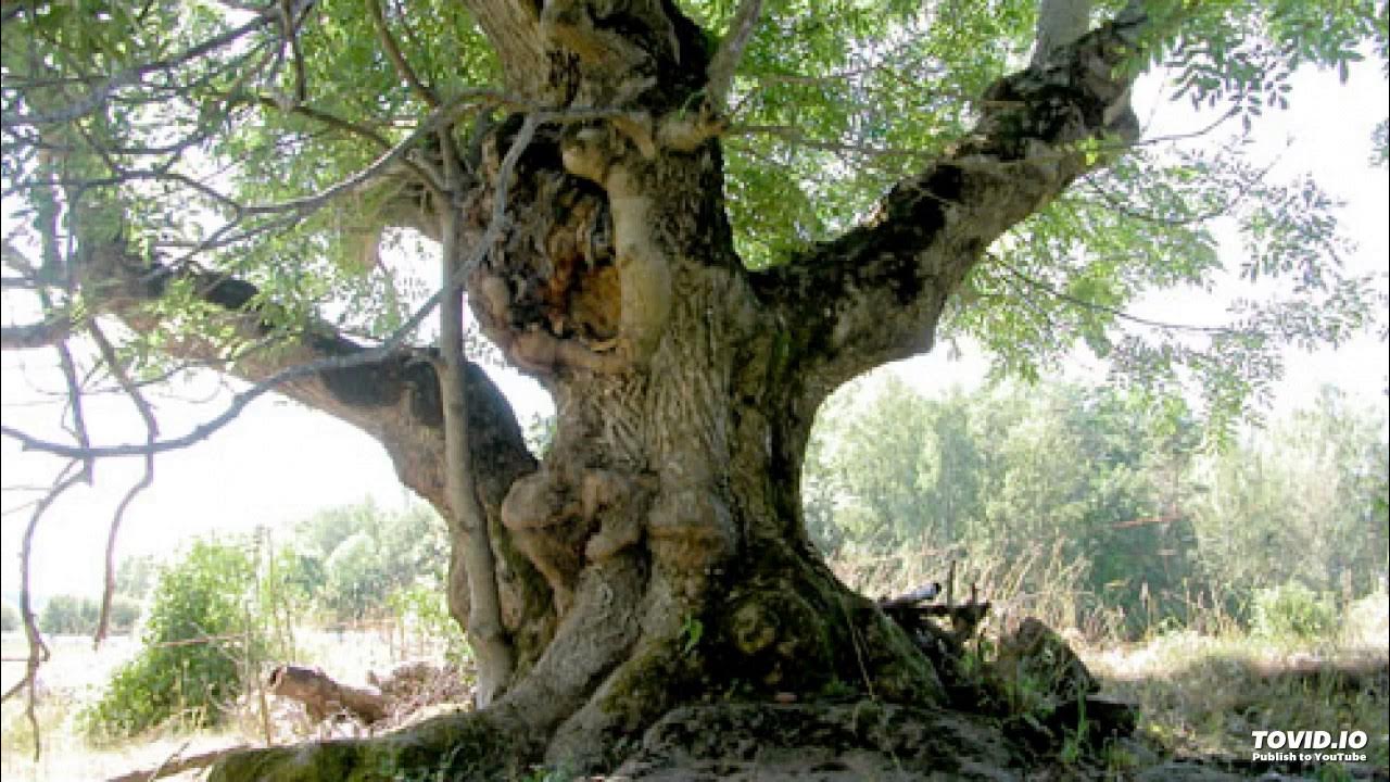 Мироксилон перуанский. Ива вавилонская crispa. Ива белая ветла. Дерево ива ракита. Дерева тол.