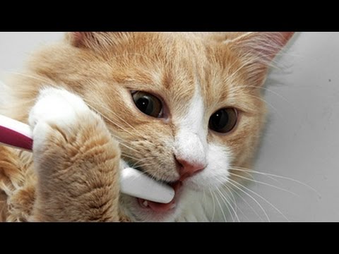 cats-vs-toothbrush-(hd)-[funny-pets]