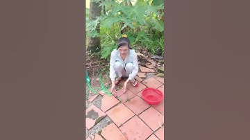 Cắm câu cá lóc mùa nước nổi #xuhuong #xuhuongyoutube #321shorts #shorts