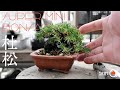 【超ミニ盆栽】杜松の剪定＆作り方【盆栽Q】
