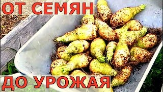 БРЮКВА полезный, но забытый ОВОЩ