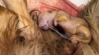 Golden Retriever has 12 puppies! Lacey's Birth Video. *Graphic shots* by Fox Family nz 47,795 views 2 years ago 18 minutes