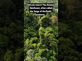 lungs of the Earth amazing fact 🤯🤯🤯 #shorts