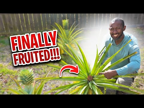 Video The Secret to Getting a Pineapple Plant to Fruit (After YEARS)