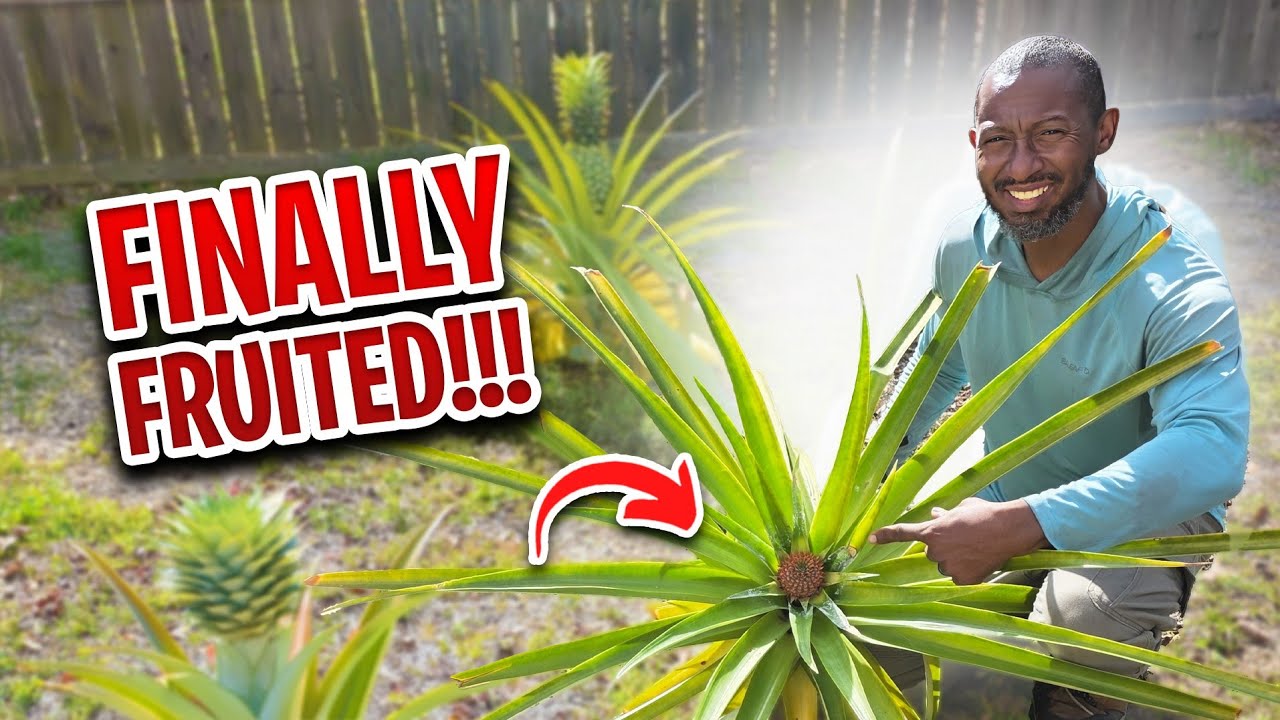 Секрет того, как заставить ананас плодоносить (спустя несколько лет)