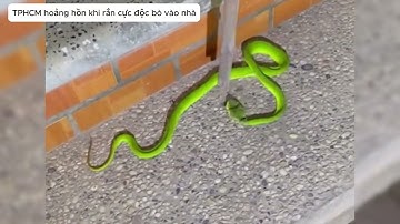 TPHCM hoảng hồn khi rắn cực độc bò vào nhà