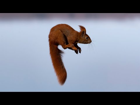 Squirrel jump. Fail and pro.