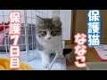 【保護猫】保護した可愛い子猫の7日目の様子【子猫保護/捨て猫/迷い猫】