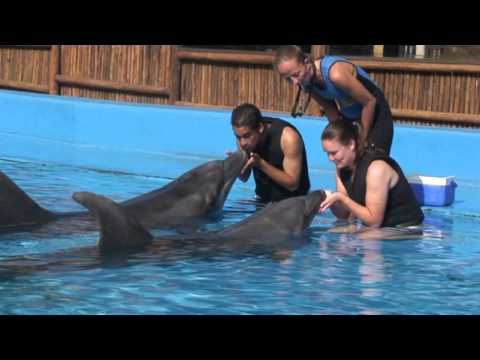 uShaka Sea World Dolphin Interaction