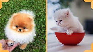 Puppy And Kitten Video - Funniest Cats And Dogs by Funniest Cats and Dogs 207 views 3 years ago 5 minutes, 14 seconds