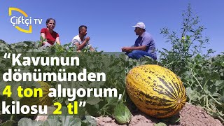 Kavun Yetiştiriciliği Hazırlığı-Hasadı-Sulaması-Hastalıkları-Zararlıları - Tarla Bitkileri