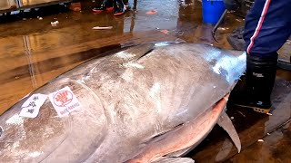 438kg Super-Giant Bluefin Tuna with Flawless Precision in Cutting