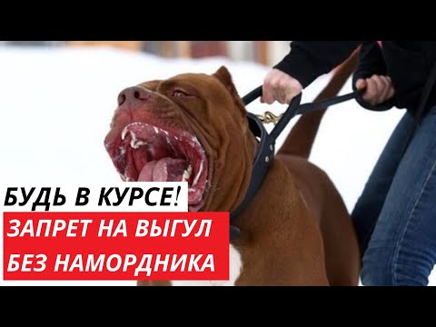 В России изменились правила выгула собак опасных пород