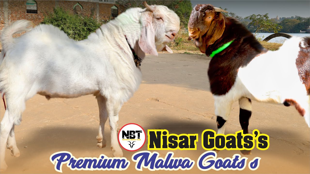 Premium Malwa Bakre At Nisar Goat’s 