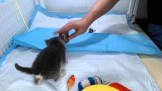 AI Kittens - Holly check and pad change