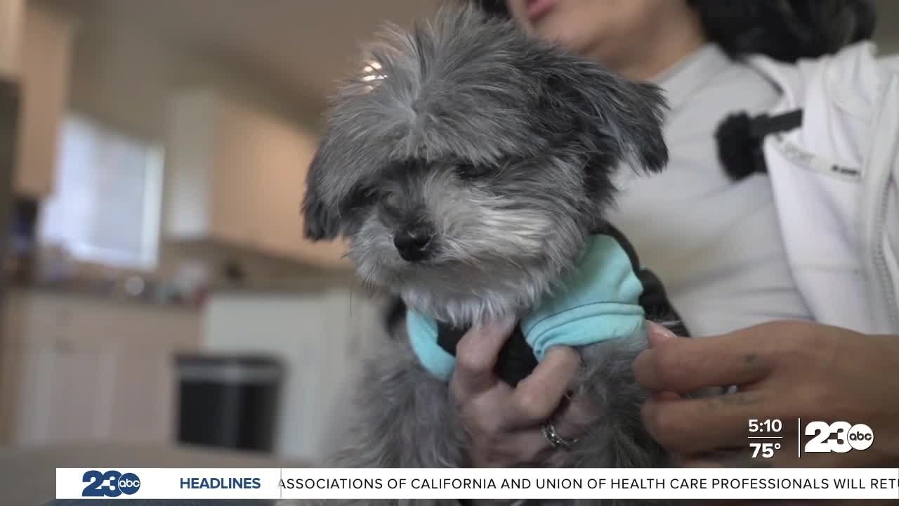 Lost, Mourned, and Found: Why Microchipping Matters