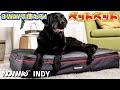 【ペット用品紹介】3wayで使える多頭飼いから中型犬・大型犬用ベッド【NOWWe　INDY】