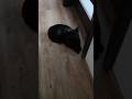 Yuki czeka pod drzwiami swojej Pani. #cat #blackcat