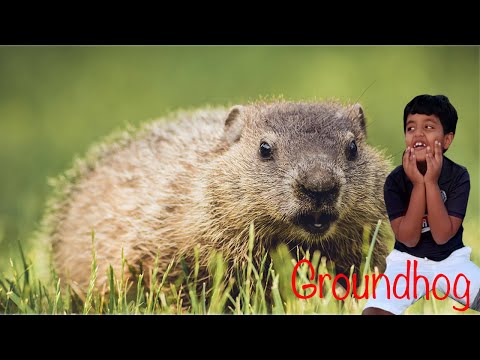 Groundhog