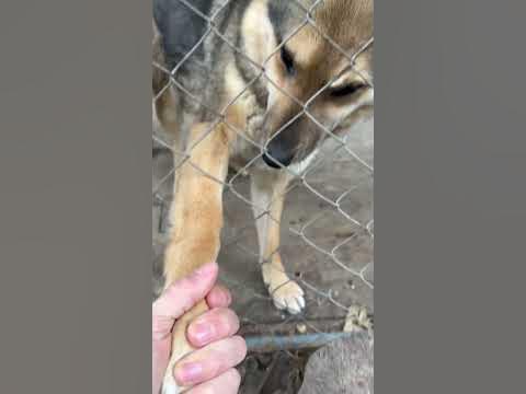 Німецька овчарка #пес #собака - YouTube