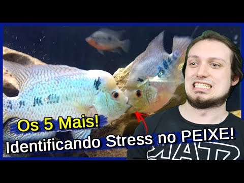 5 Maneiras de Identificar se seu PEIXE está ESTRESSADO!