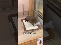 #viralreels #dogshorts #trending #asmr #viral #pets #satisfying #puppy #shorts #short #dog #dogs