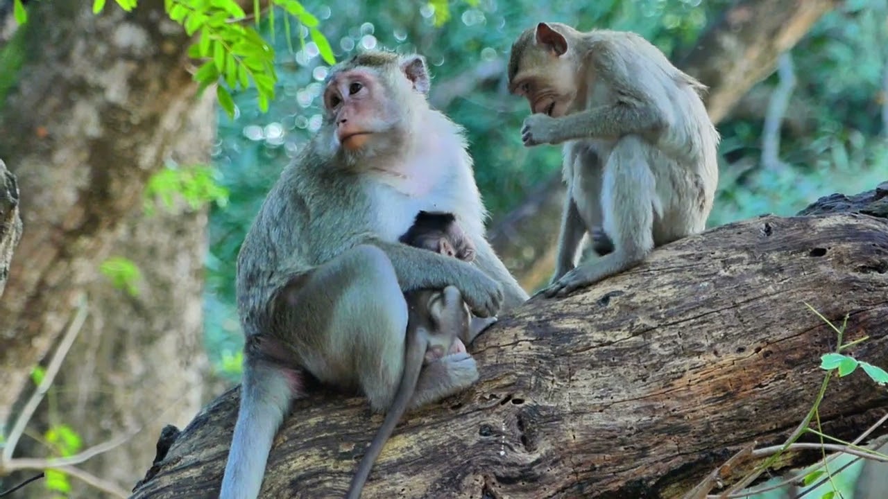 Piper monkey to talking and give Spring to help her care of healthy