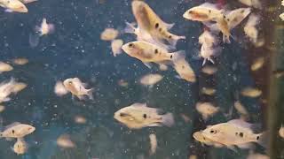 Amphilophus Citrinellus f3 lake Nicaragua midas cichlids feeding frenzy.....