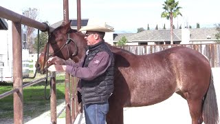 Tying Up a Young Horse