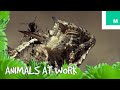 The crazy things animals say about work