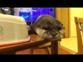 カワウソ＆ワラビー劇場 寝顔♬
