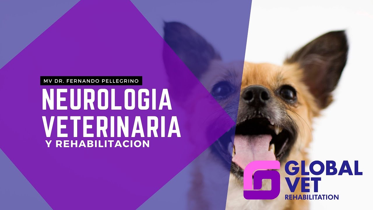 Neurología Veterinaria y rehabilitación