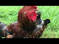 Our Rooster gets The No Crow Rooster Collar