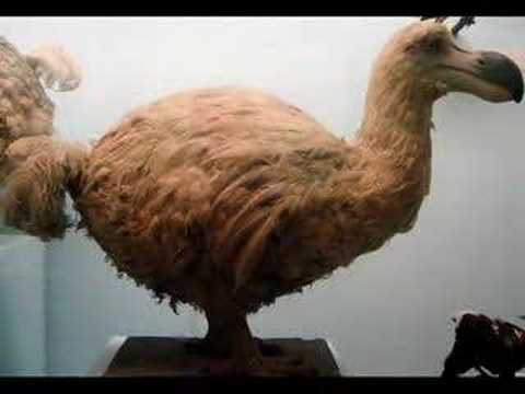 Negro Pou La Vi Shalom Shalom 