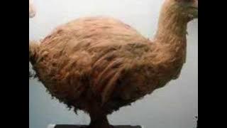 Negro Pou La Vi - Shalom Shalom