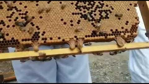 Making Splits With Queen Bee Cells - How Queen Cells Look - We count 8!