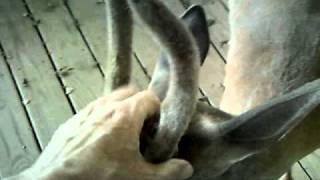 deeranddog.avi