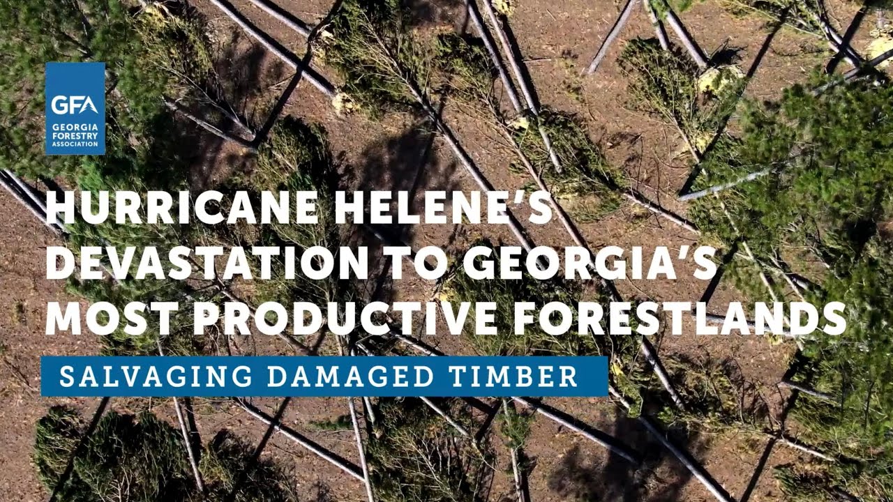 Salvaging Damaged Timber | Hurricane Helene Devastation to Georgia's ...