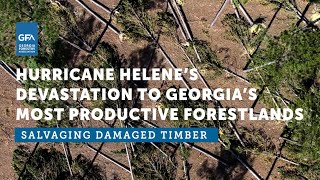 Salvaging Damaged Timber | Hurricane Helene Devastation to Georgia's Forestlands