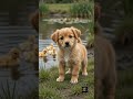 Little Hero Saves Ducklings! 🐶❤️ #Shorts