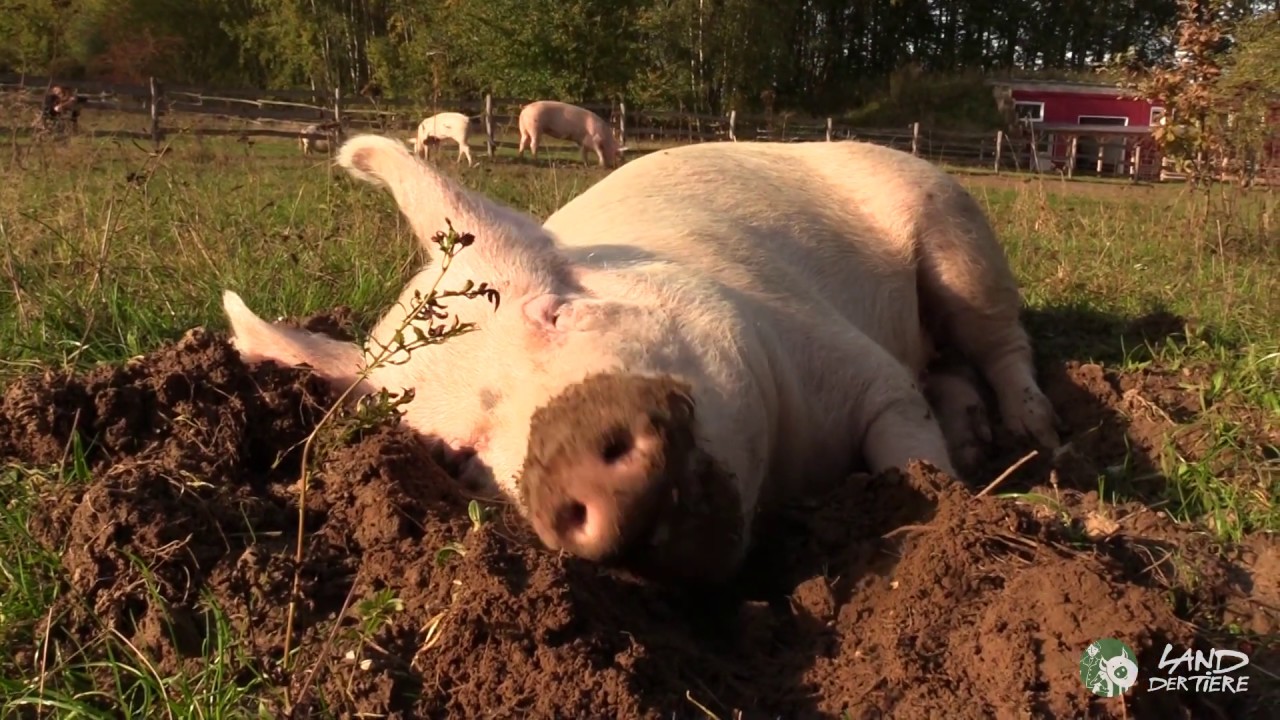 Junge Bäuerin mit 500 Schweinen auf dem Bio-Bauernhof | Niederbayern | Landfrauenküche | BR