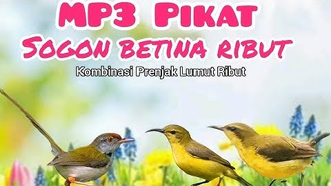 Mp3 pikat sogon Kombinasi Prenjak Lumut Ribut