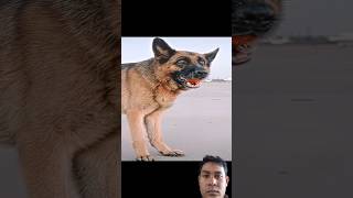 #love #malinois #movie #aftereffects #motivation #respect #dog