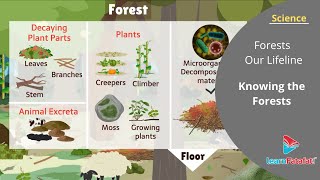 Forests Our Lifeline Class 7 Science - Knowing the Forests