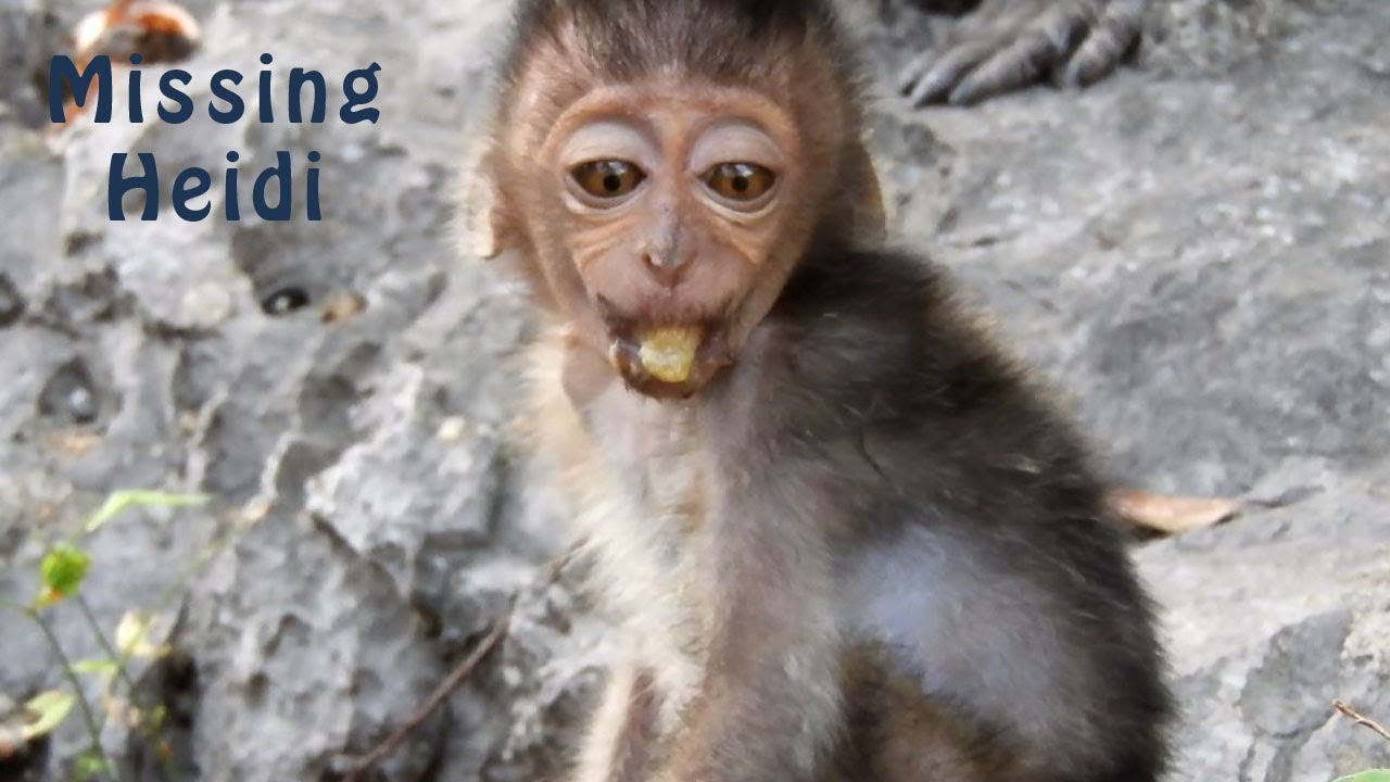 Remind!!! Poor Heidi, So Hungry and Find Foods, Cute Heidi | Heidi Group