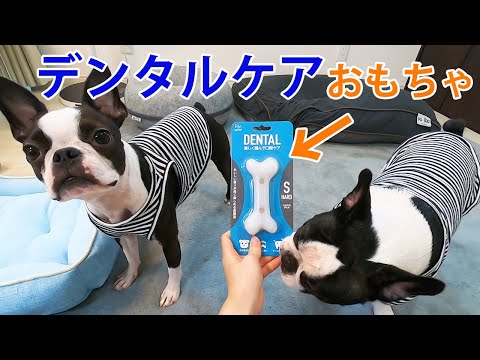 愛犬にデンタルおもちゃをあげたら最初から最後まで可愛すぎた（親ばかｗ）