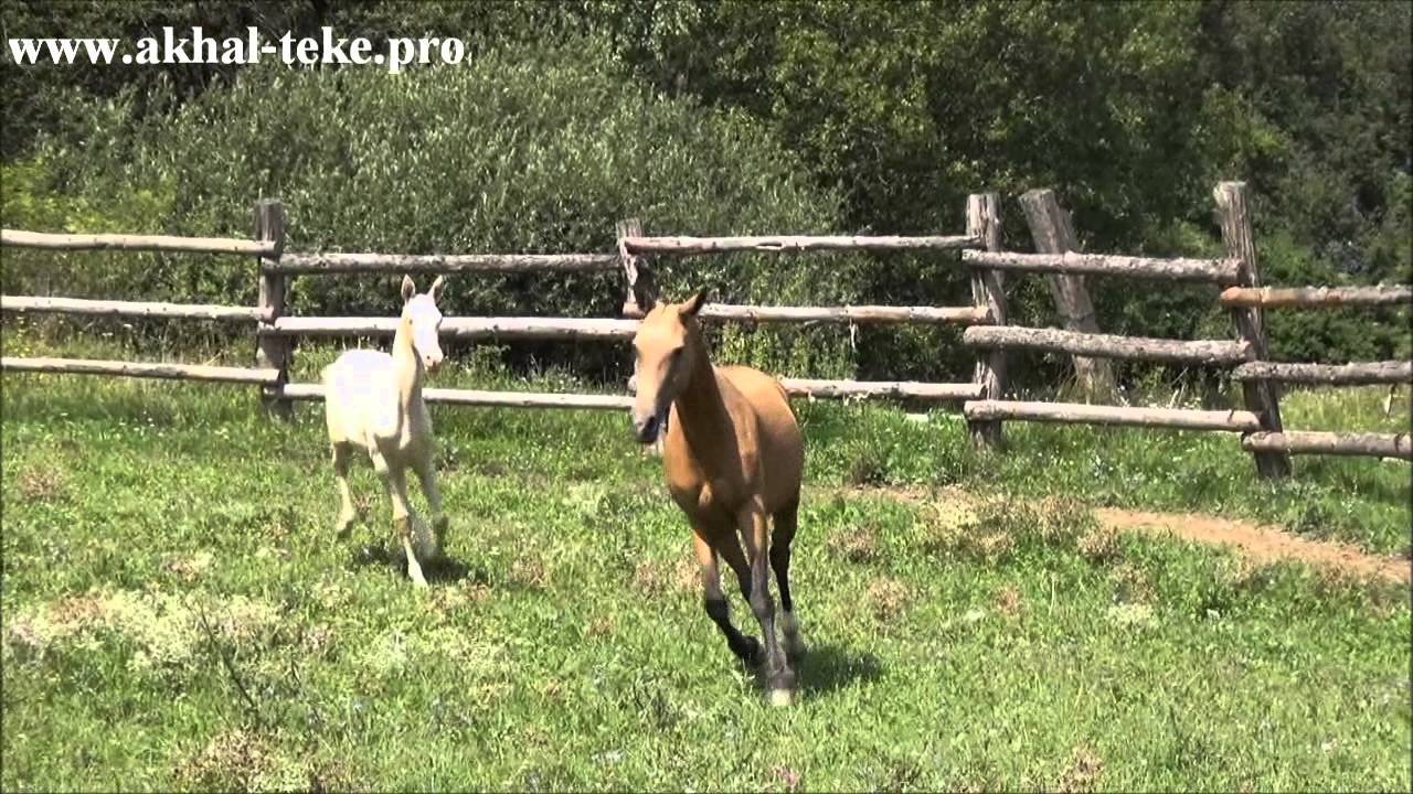 Cremello Akhalteke filly SERAPITA for sale YouTube