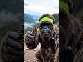 Pablo Bigfoot Code Red: Park Rangers Hunt Him With Spotlights, He Deploys a Pinecone Decoy | EP4