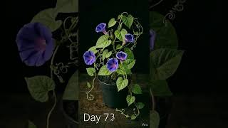 Morning Glory from seed to bushy flowers  #growing #plants #timelapse